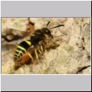 F-Ancistrocerus sp w03 beim Nestbau-Lehm wird im Rueckwaertsflug weggeschafft.jpg